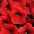 thumbnail image 1 of Petunia Shock Wave Red F1 Seed, 1 of 1