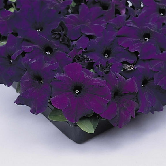 Petunia - Supercascade Series Flower Garden Seed - 1000 Pelleted Seeds - Blue Blooms - Annual Flowers - Single Grandiflora Petunias