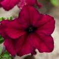 thumbnail image 1 of Petunia - Supercascade Series Flower Garden Seed - 1000 Pelleted Seeds - Burgundy Blooms - Annual Flowers - Single Grandiflora Petunias, 1 of 2