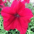 thumbnail image 1 of Mountain Valley Seed Company Supercascade 1000 Petunia Plant Seed, Rose Color Blooms, 1 of 2