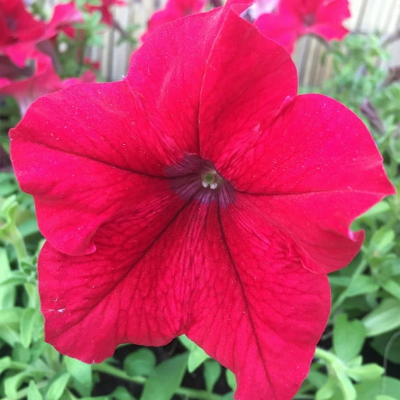 Mountain Valley Seed Company Supercascade 1000 Petunia Plant Seed, Rose Color Blooms