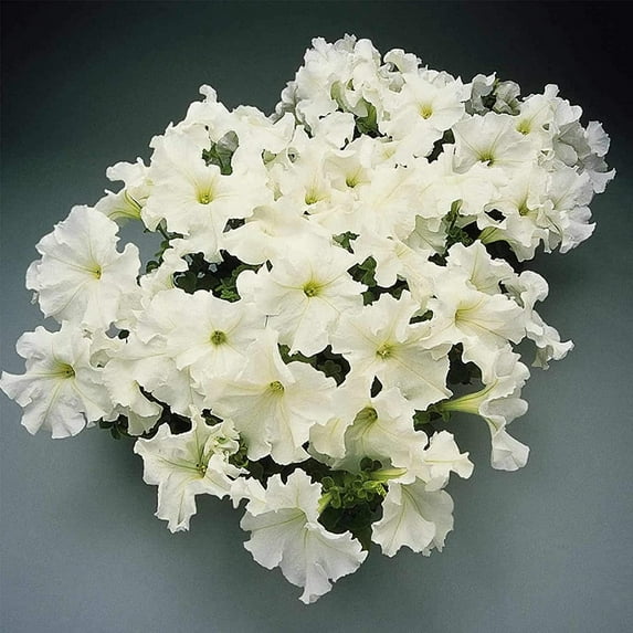 Petunia - Supercascade Series Flower Garden Seed - 1000 Pelleted Seeds - White Color Blooms - Annual Flowers - Cascading Petunias
