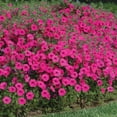 thumbnail image 1 of Petunia Tidal Wave Purple F1 Seed, 1 of 1