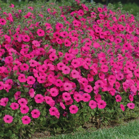 Petunia Tidal Wave Purple F1 Seed