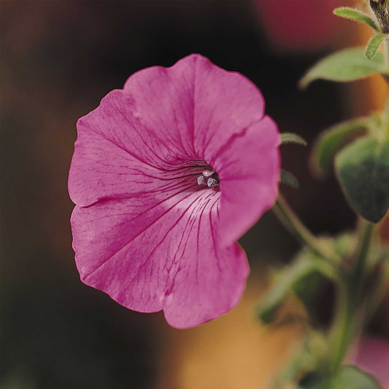 Petunia - Tidal Wave Series Flower Garden Seed - 100 Pelleted Seeds - Hot Pink Blossoms - Annual Flowers - Spreading Petunias