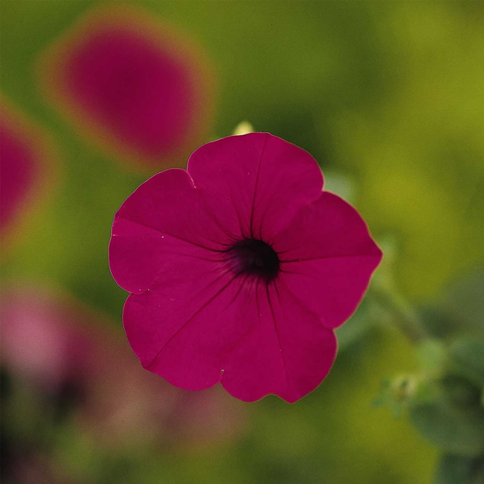 Petunia - Tidal Wave Series Flower Garden Seed - 100 Pelleted Seeds - Purple Blossoms - Annual Flowers - Spreading Petunias