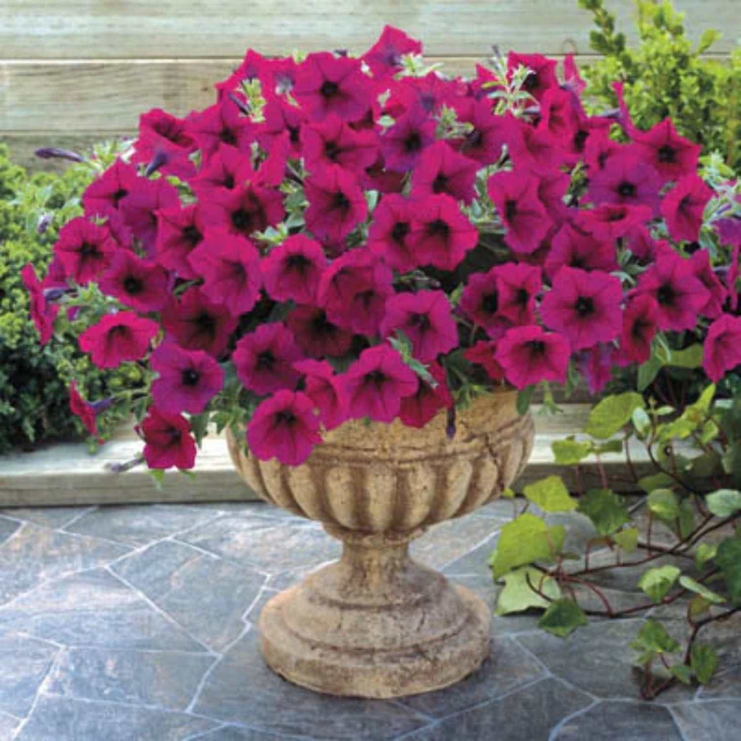 Petunia Trilogy Purple F1 Seed