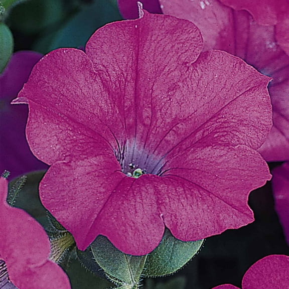 Petunia - Wave Series Flower Garden Seed - 100 Pelleted Seeds - Lavendar Blooms - Annual Flowers - Wave Petunia Seeds - Spreading Petunias