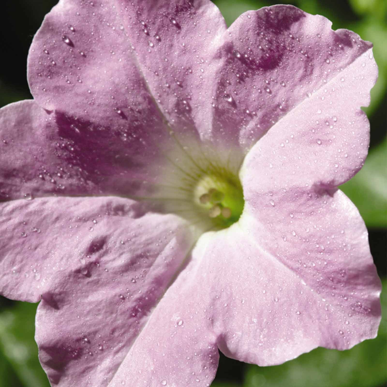 Petunia - Wave Series Flower Garden Seed - 100 Pelleted Seeds - Misty Lilac Blossoms - Annual Flowers - Wave Petunia Seeds - Spreading Petunias