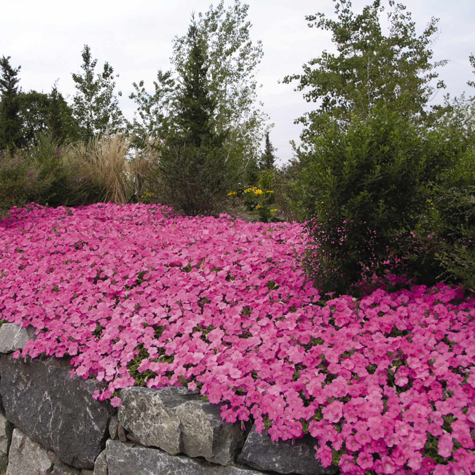 Mountain Valley Seed Company 100 Petunia Flower Seeds, Drought Tolerant