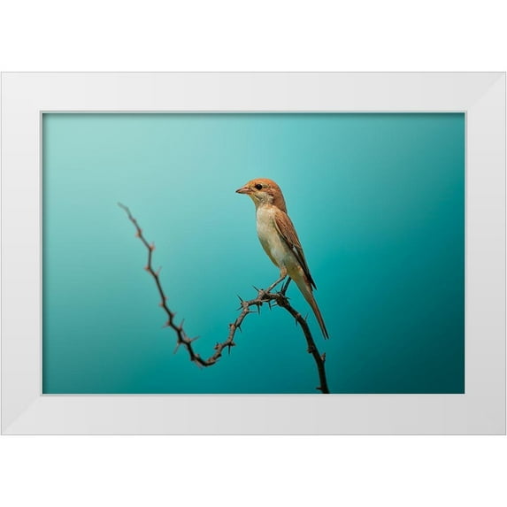 Pezeshki, Sina 14x11 White Modern Wood Framed Museum Art Print Titled - Red Tailed Shrike!