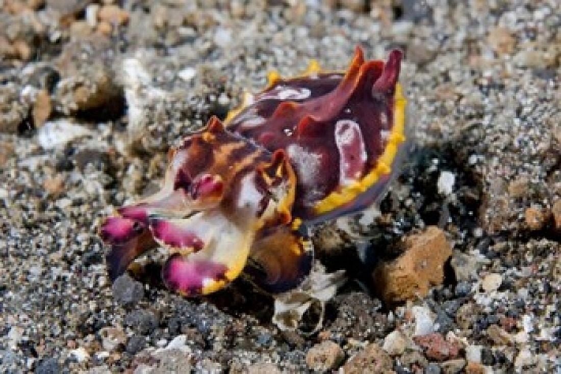 Pfeffers flamboyant cuttlefish Canvas Art - Jaynes Gallery DanitaDelimont (36 x 24)
