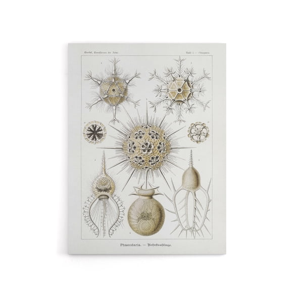 Phaeodaria Amoeba Vintage Haeckel Botanical Canvas Wall Art 12X16"
