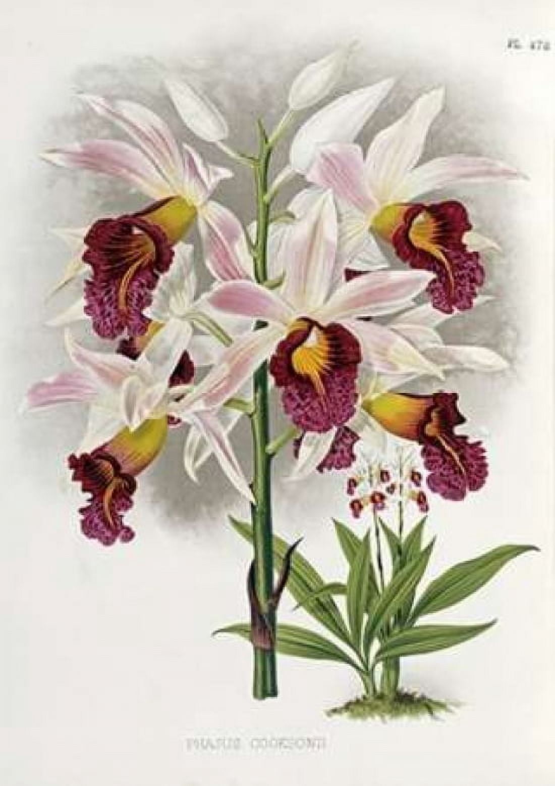 Phajus Cocksonii Canvas Art - Robert Warner (20 x 28)