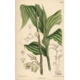 thumbnail image 1 of Phajus Pauciflorus, White Orchid Native To Java Poster Print By ® Florilegius Mary Evans (24 X 36), 1 of 4
