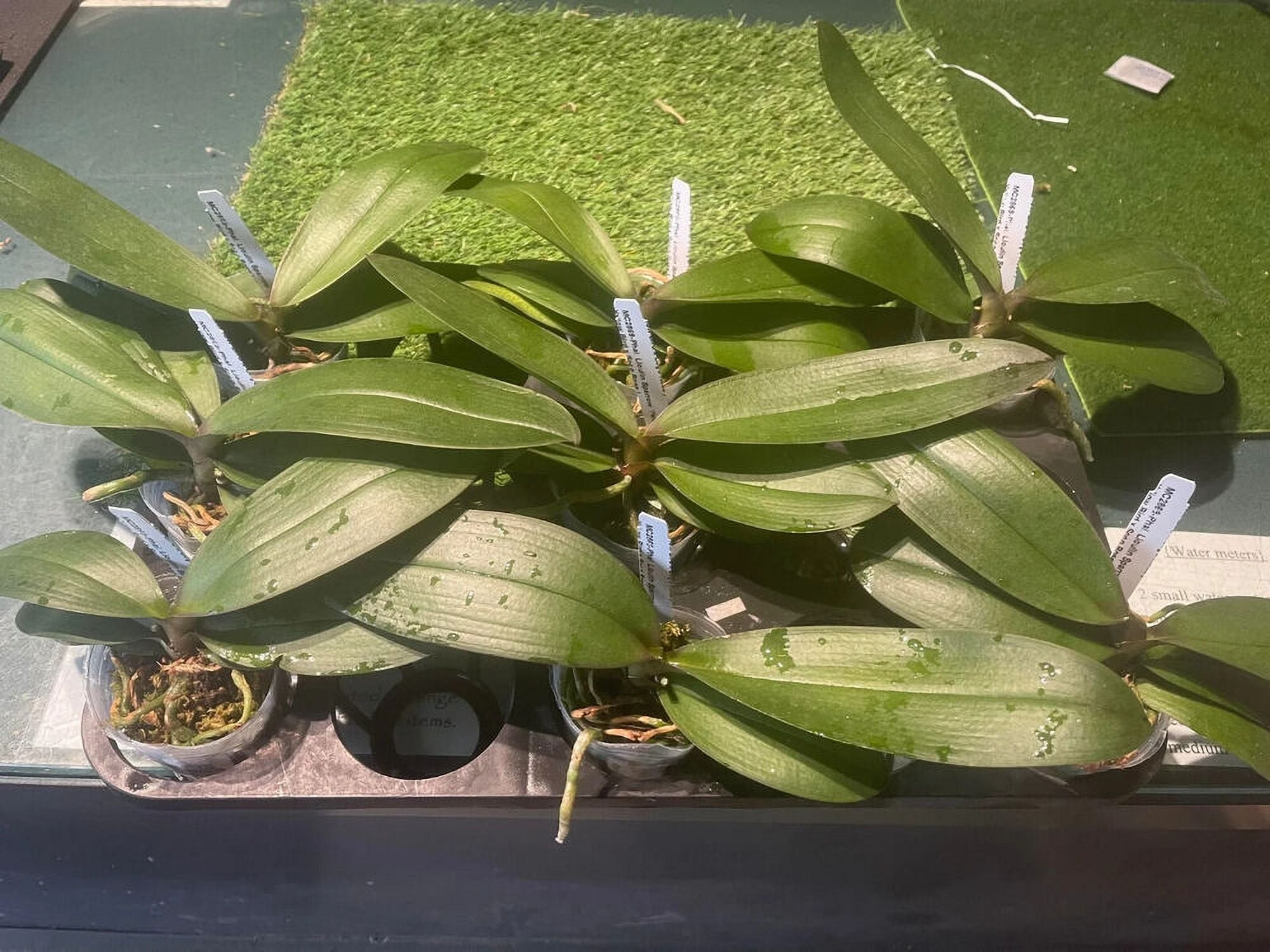 Phal. Lioulin Sparrow 'Peloric' --Mature Size10-12 inch leaf span ...