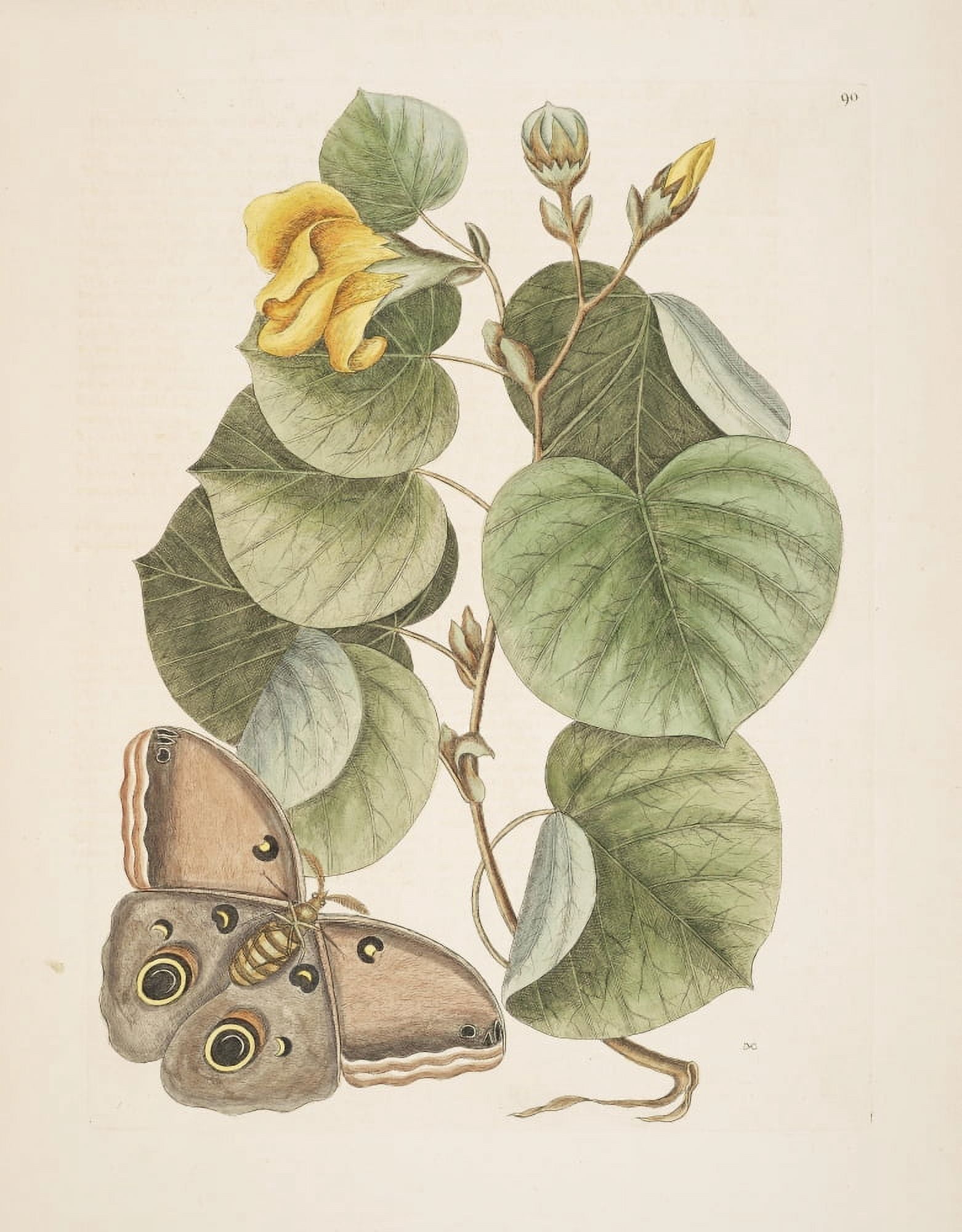 Phalaena Moth Canvas Art - Mark Catesby (18 x 24)