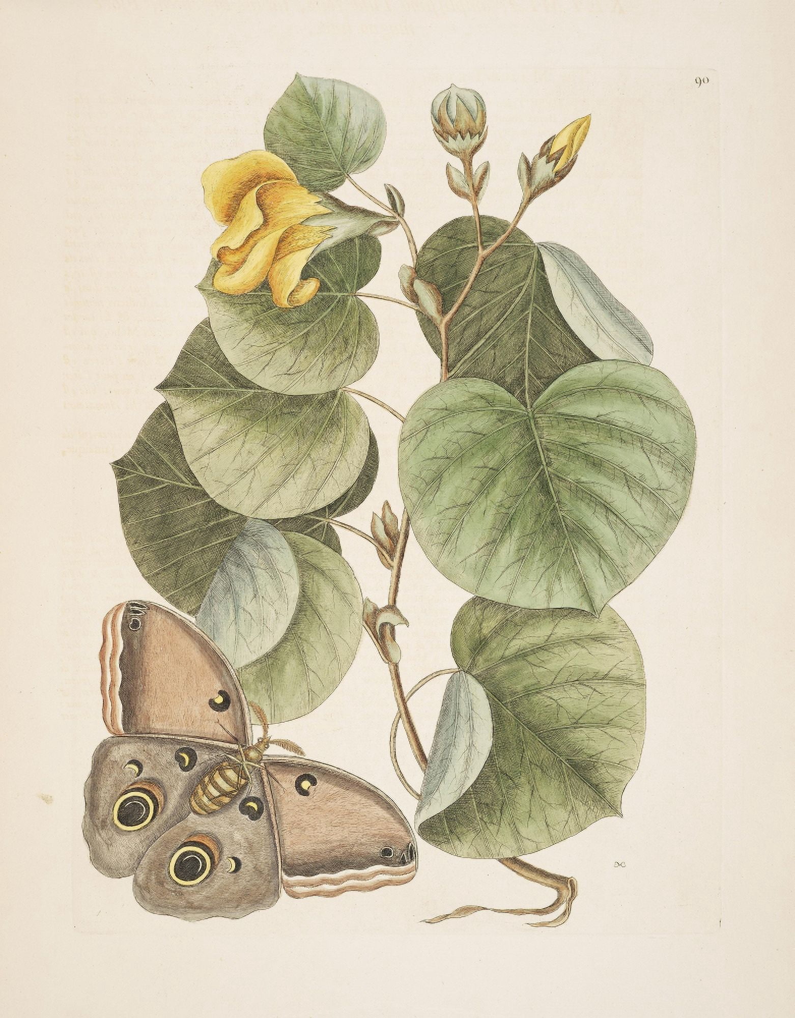Phalaena Moth Canvas Art - Mark Catesby (24 x 36)