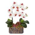 thumbnail image 1 of Phalaenopsis Orchid Artificial Arrangement in Ceramic Vase, 1 of 1