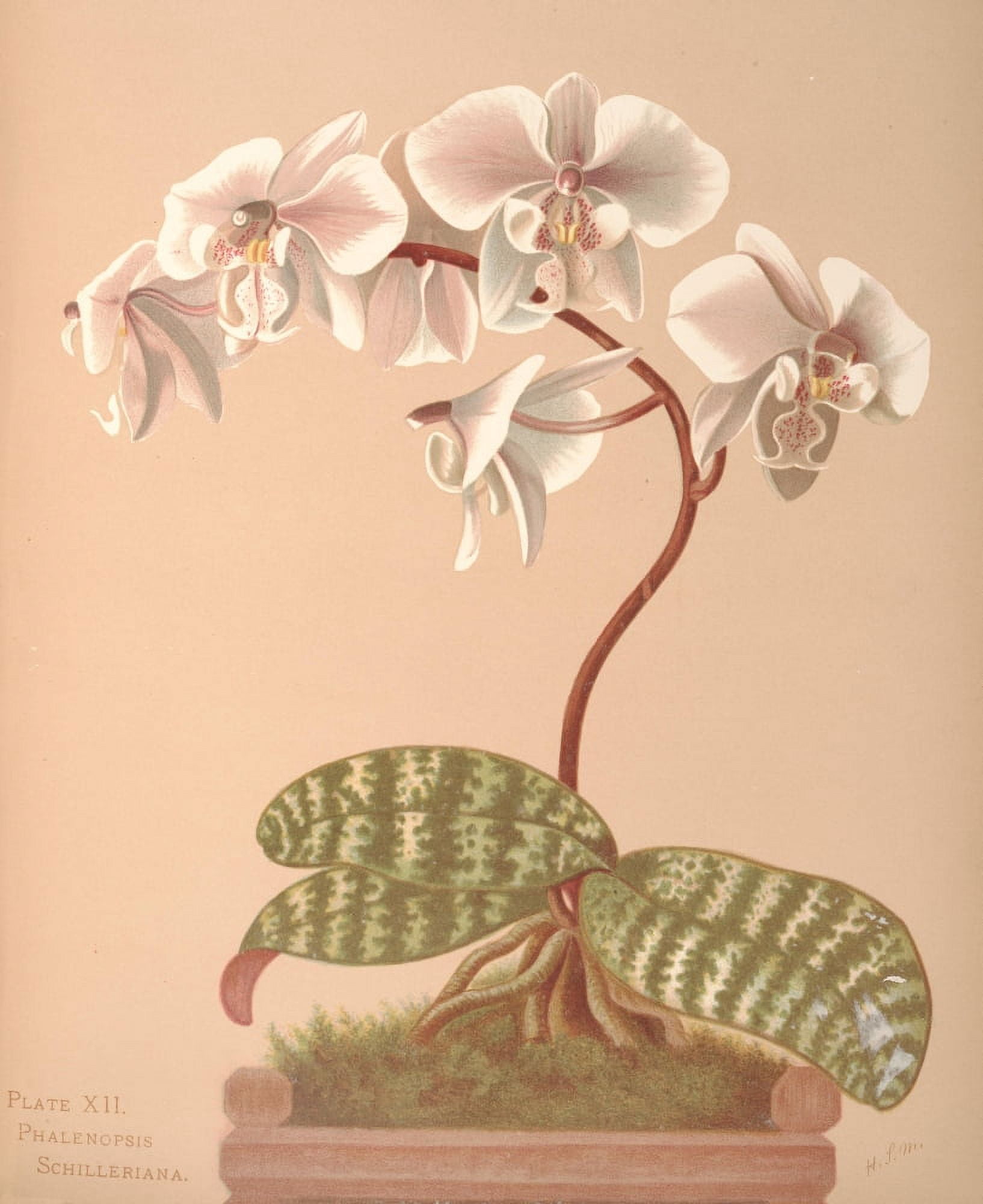 Phalenopsis Schilleriana Canvas Art - HS Miner (18 x 24)