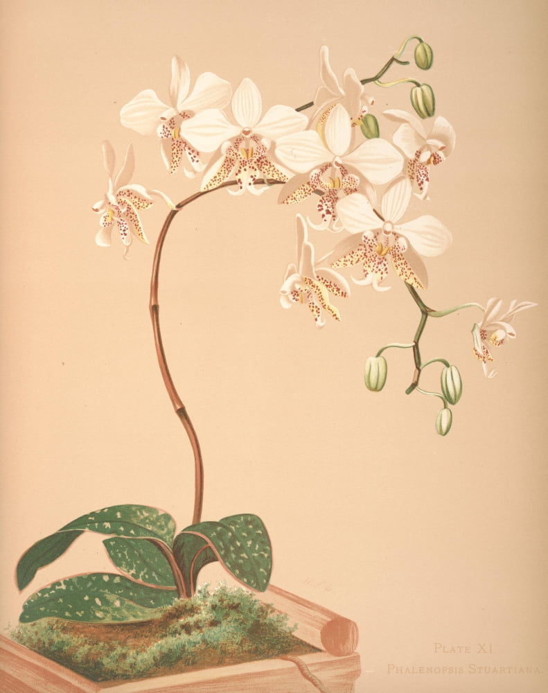 Phalenopsis Stuartiana Canvas Art - HS Miner (18 x 24)
