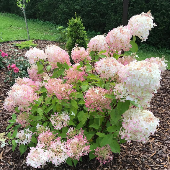 Phantom Hdrangea Live Plant, Dormant, 3 - 5 inches Height, Phantom Hydrangea Potted Plant for Outdoor Gardening