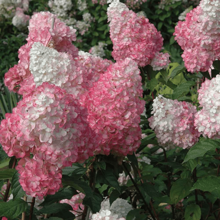 Phantom Hydrangea Paniculata Live Tree, Pink and White Hydrangea for Garden Landscaping, 3-5 Inch Tall, Dormant