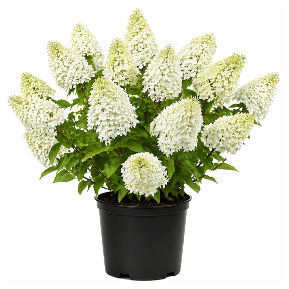 Phantom Hydrangea  Large White to Pink Flowering Panicle Shrub for Sun or Part Shade - 1 Gallon