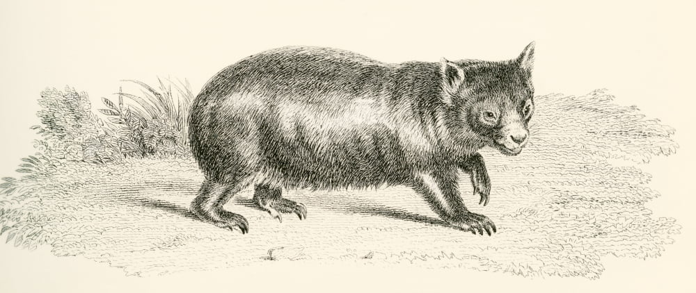 Phascolonus of the wombat family Australian marsupial now extinct From The National Encyclopaedia published c1890 Canvas Art - Ken Welsh Design Pics (21 x 9)