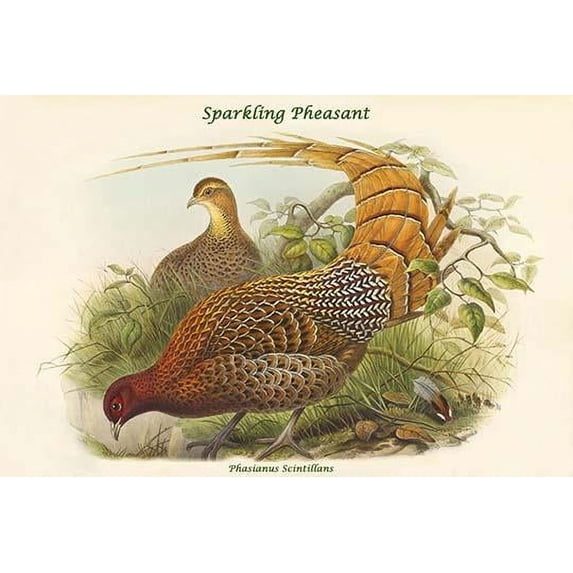 Phasianus Scintillans - Sparkling Pheasant Poster Print by John Gould (18 x 24)