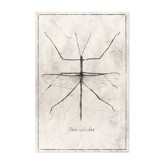 Phasmatidae - Drawing Line Art Vintage Minimalist Nature Botanical Unframed Wall Art Print 5 x 7 inches