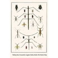 thumbnail image 1 of Phasmatodea, Mantodea, Cerambycidae, Coleoptera, Hydrophilidae, Heteroptera Poster Print by Albertus  Seba (18 x 24), 1 of 1