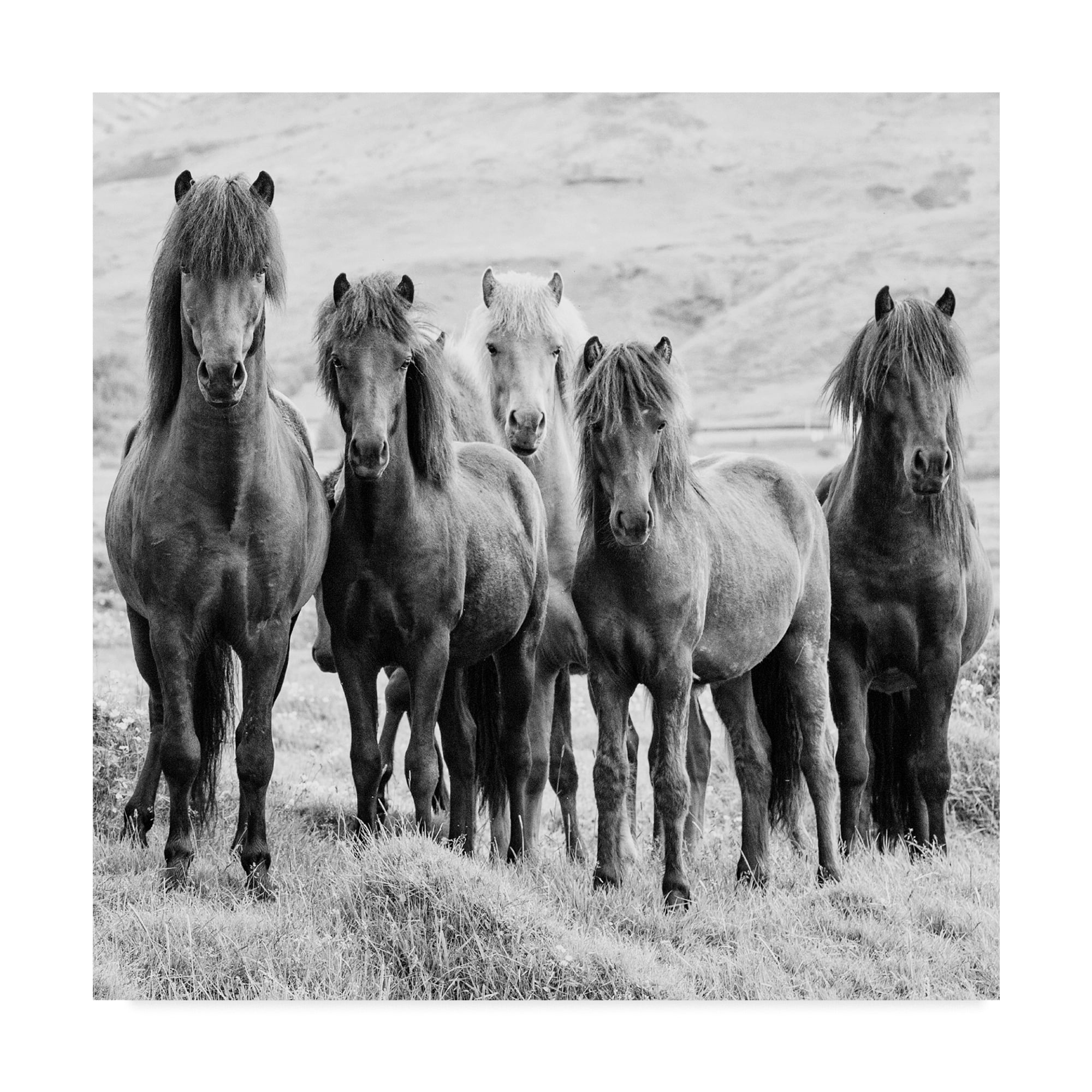 Phburchett 'Black And White Horses Viii' Canvas Art