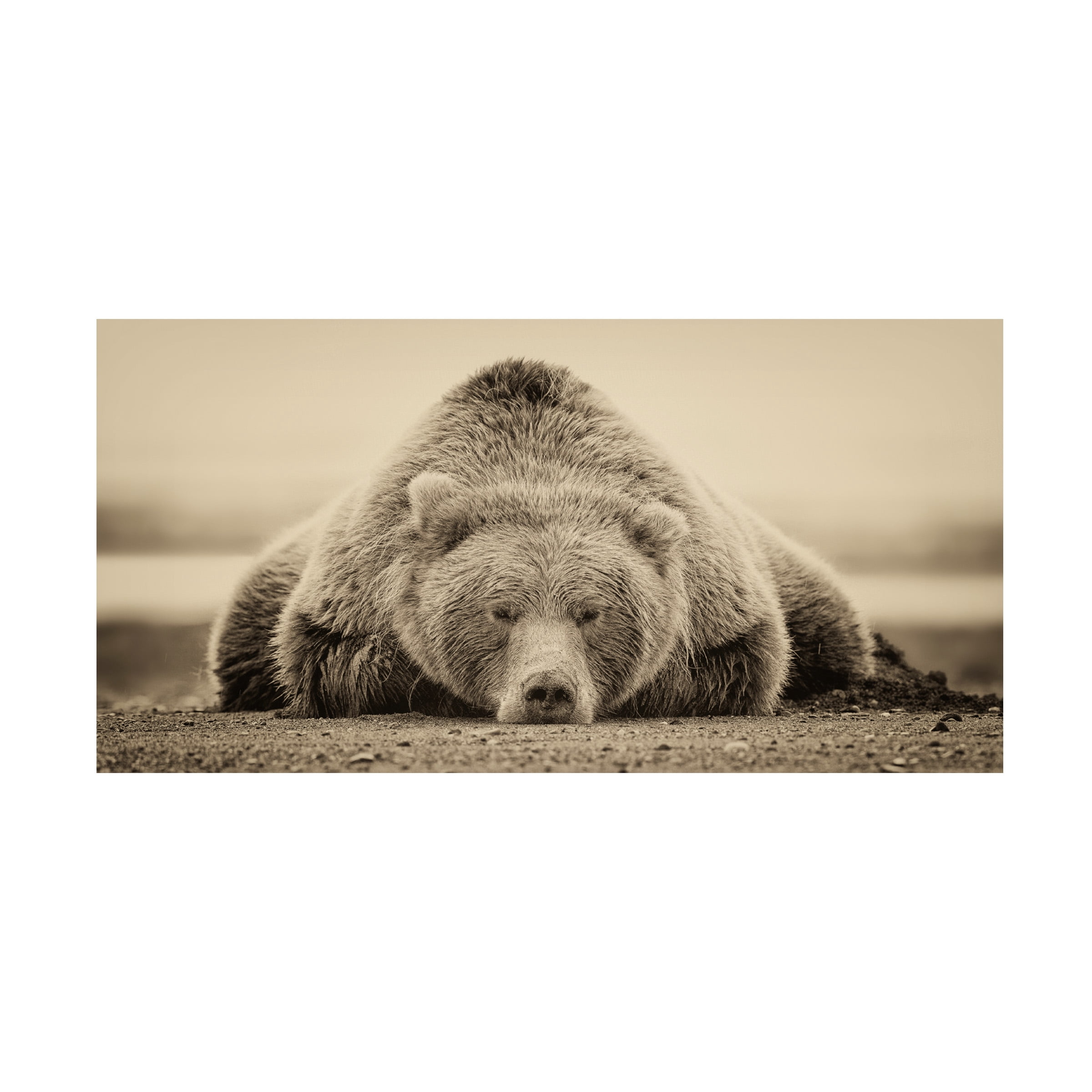 Trademark Fine Art Phburchett Deep Sleep Canvas Wall Art - 16x32