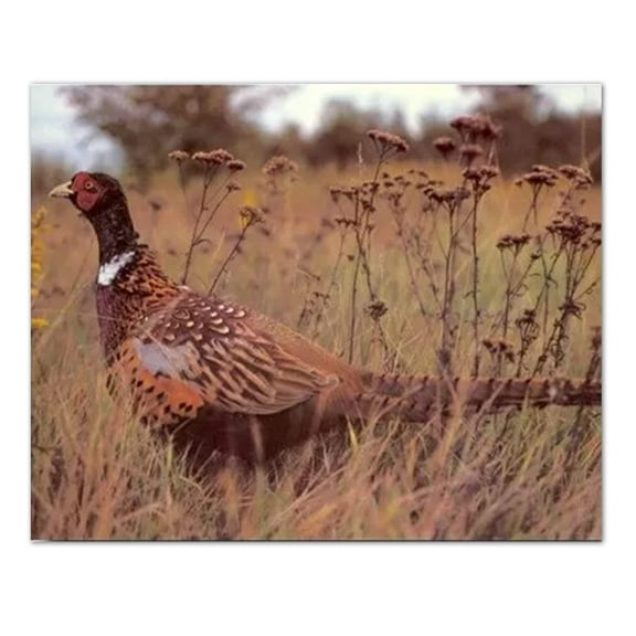 Pheasant Bird In Grass Cabin Wall Picture Art Print