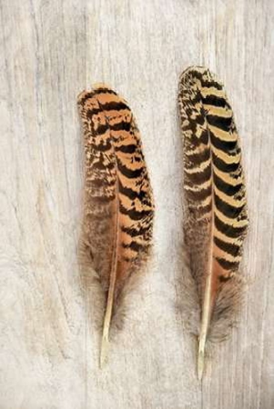 Pheasant Feather Canvas Art - Cora Niele (24 x 36)