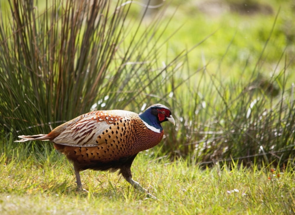 Pheasant (Phasianinae) Northumberland England Canvas Art - John Short Design Pics (36 x 26)