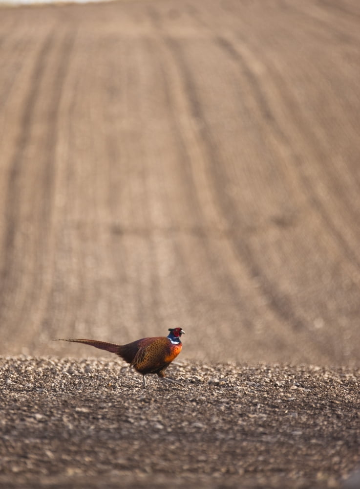 Pheasant Standing On The Ground Canvas Art - John Short Design Pics (26 x 36)