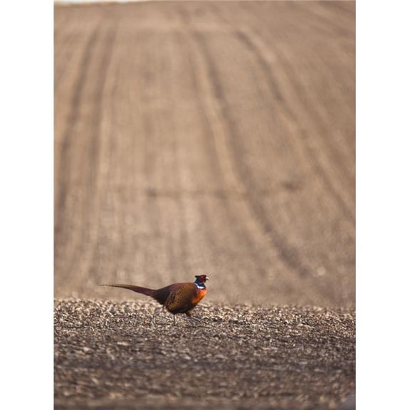 Pheasant Standing On The Ground Poster Print - Large - 26 x 36