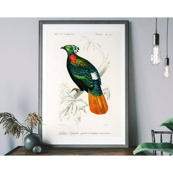 Pheasant Vintage Art Print, Birds Of America Decor, Colourful Antique Bird Illustration, John Audubon Poster, British Birds Wall Art, Modern Wall Decor, 8x12 UNFRAMED