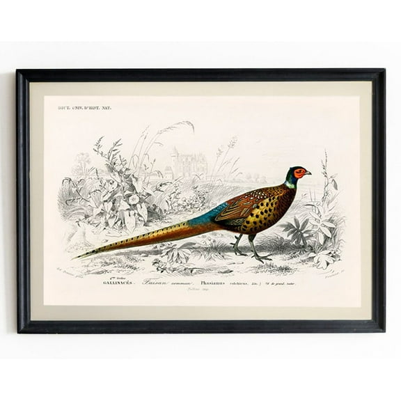 Pheasant Wall Art Vintage Pheasant Illustration Botanical Wall Decor For Home And Office Wall Art, Modern Wall Decor, 24x36 UNFRAMED