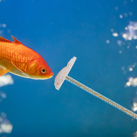 Phenofice Handmade Betta Fish Training Wand for Aquarium Exercise with Durable Safe Resin Plastic