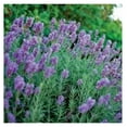 Phenomenal! Lavender Plants in a Trade Gallon (.664 Gallons of Potting