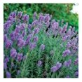 Phenomenal! Lavender Plants in a Trade Gallon (.664 Gallons of Potting