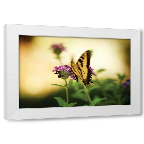 Philip Clayton-Thompson 18x13 White Modern Wood Framed Wall Art Titled - Garden Butterfly III