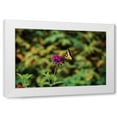 thumbnail image 1 of Philip Clayton-Thompson 18x13 White Modern Wood Framed Wall Art Titled - Garden Butterfly I, 1 of 5