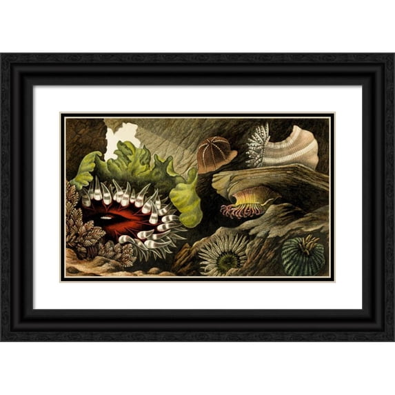Philip Henry Gosse 14x10 Black Ornate Wood Framed Double Matted Museum Art Print Titled: Tealia Cassicornis, Bunodes Gemmacea, B. Ballii, B. Thallia (1860)