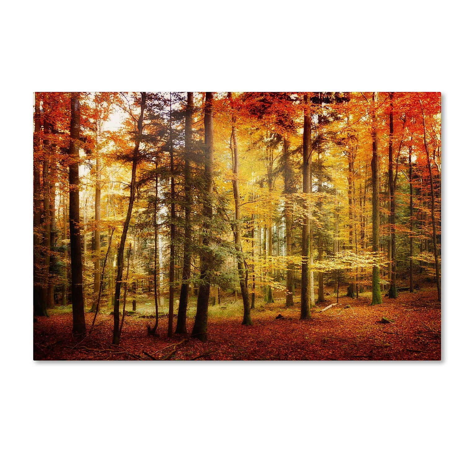 Philippe Sainte-Laudy Autumn Forest Yellow Orange Canvas Art 22x32