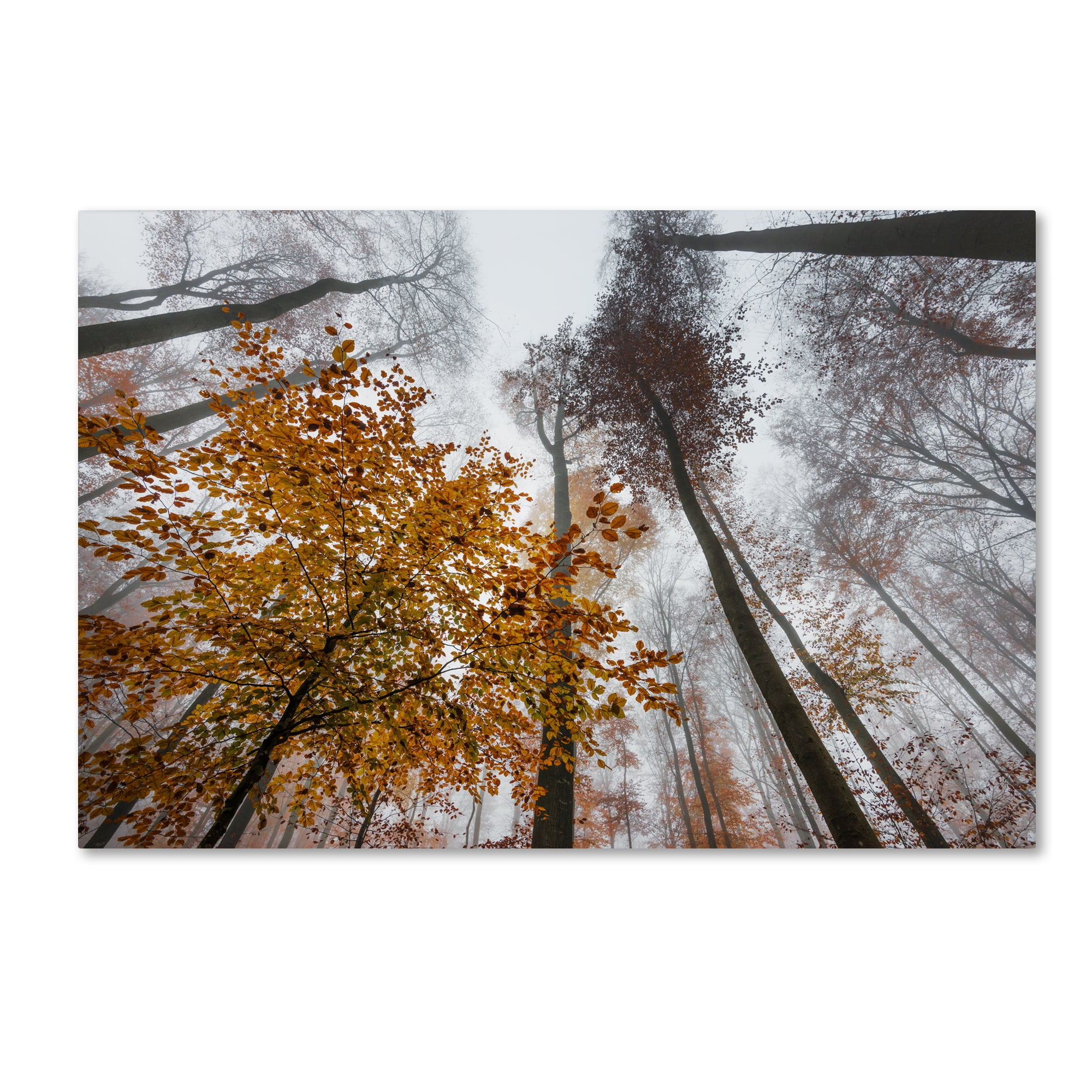 Daydreamer Autumn Forest Canvas Wall Art 30" x 47"