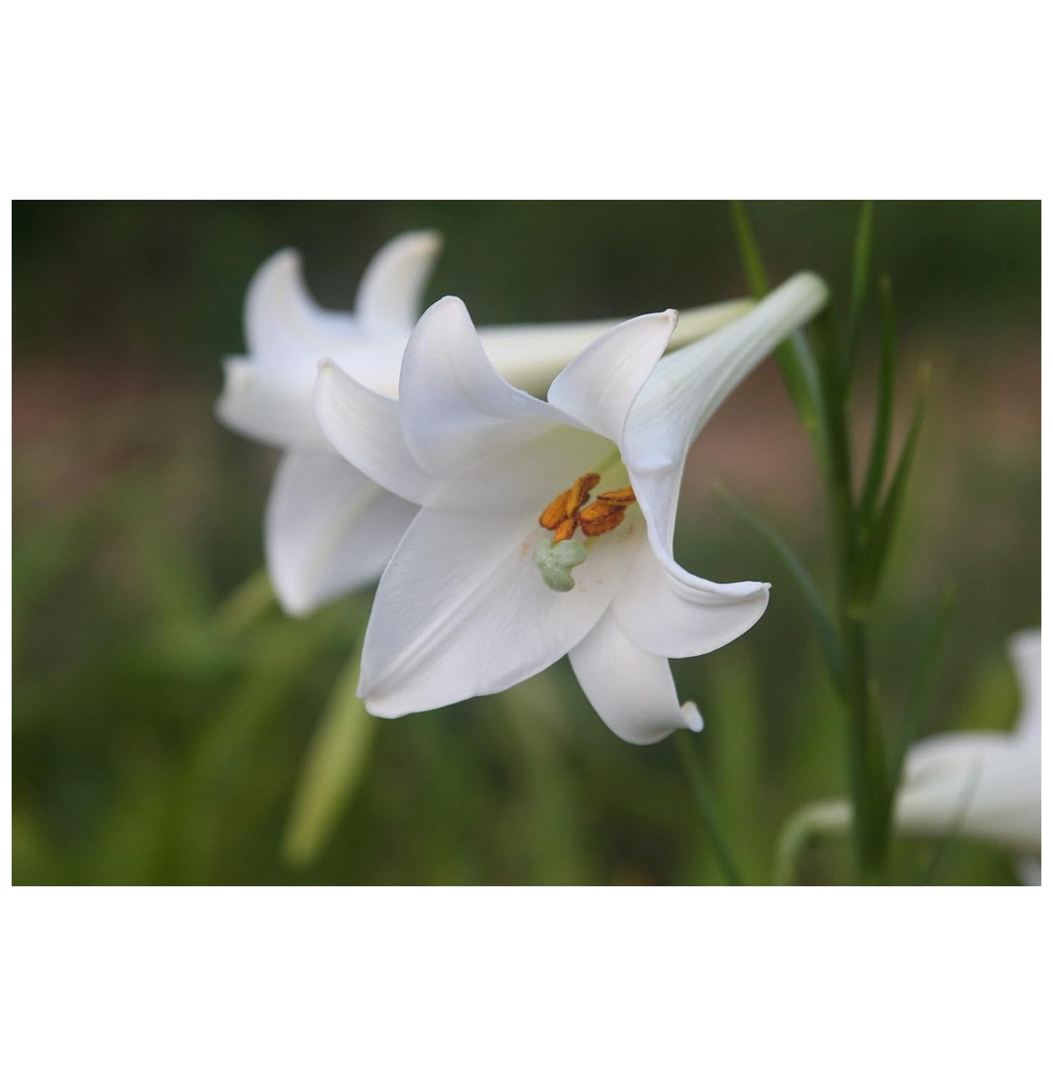 Philippine Lilies, Great Summer Blooming Lily, Known as Formosa Lily